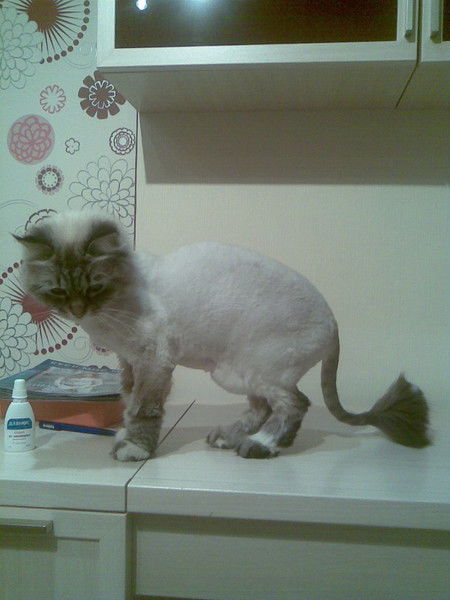 Светлана Серова