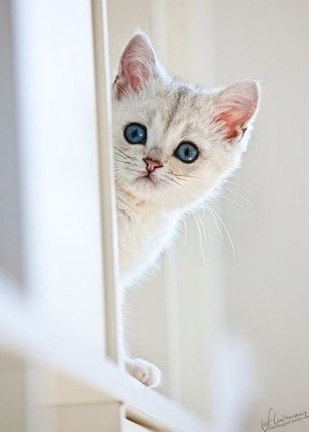 Ирина Соломина