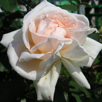 Роза Иванова