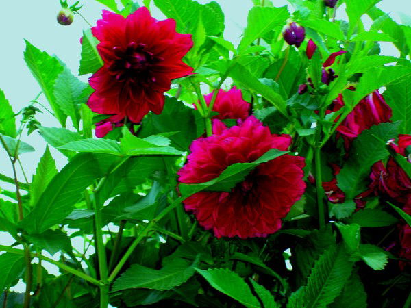 Наталья Александровна