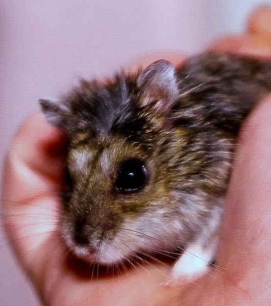 Валерий Бортняк