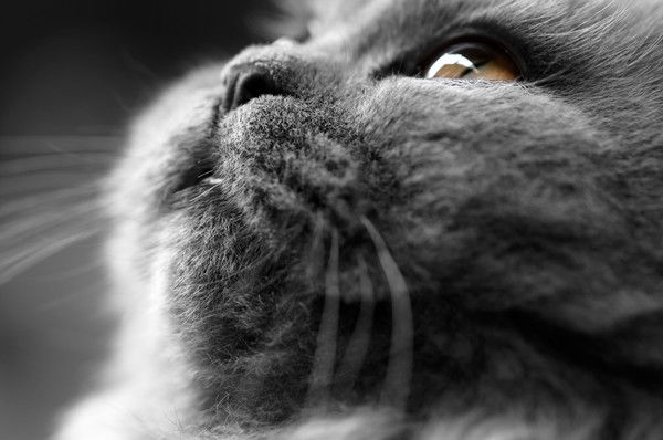 Инна Денисова