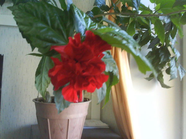 Елена Малеева