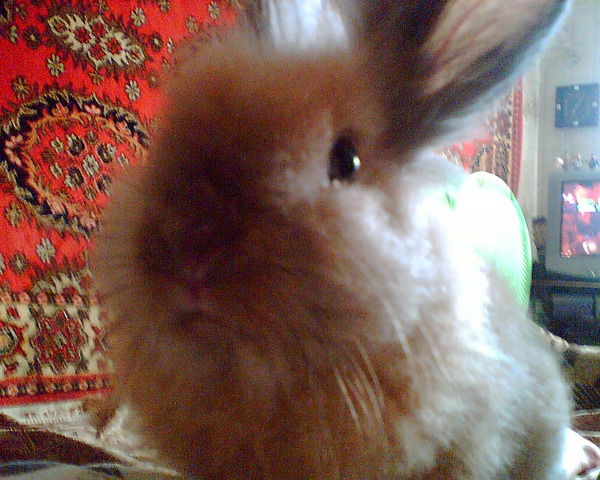 Игорь Лесько