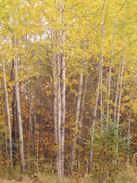 Шипилова Галина