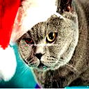 Артём Аржанников