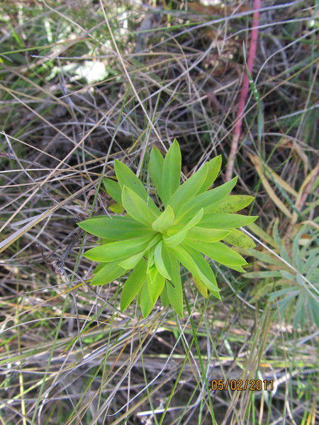 Наталия Наталька