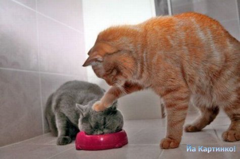 Игорь Багатов