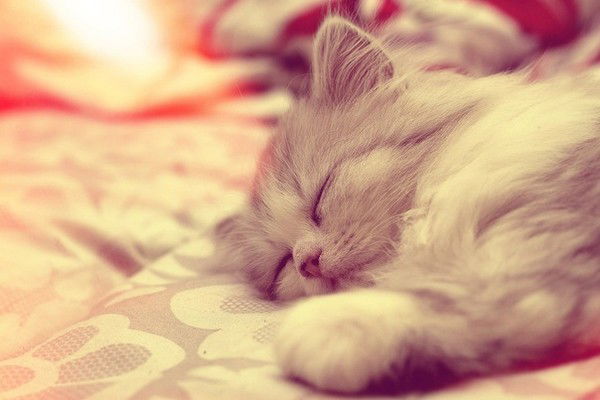 Ксения Грицук