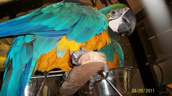 Марьяна Рябова