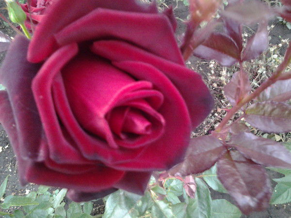 Ирина Чернова