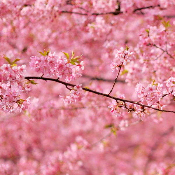 Жанна Абдулаева