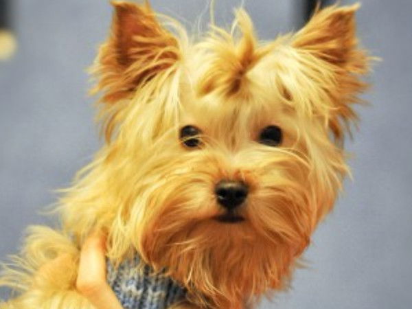 Вероника Морозова