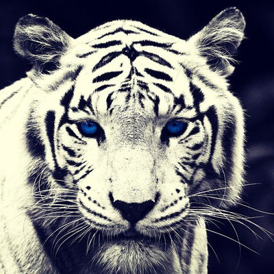 Александр Зеленский