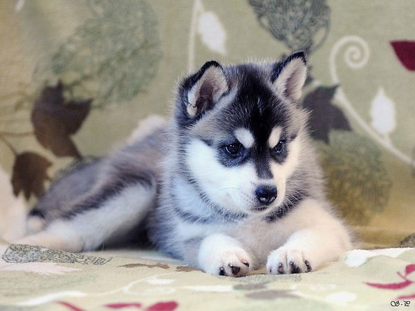 Сергей Царенок