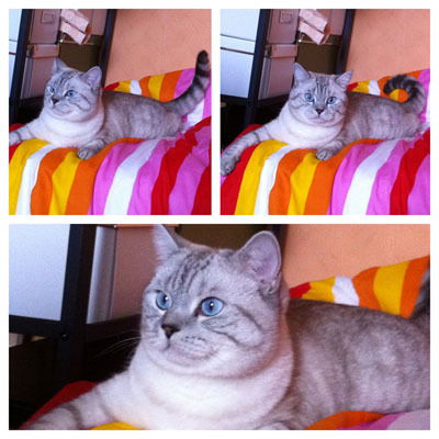 София Башева