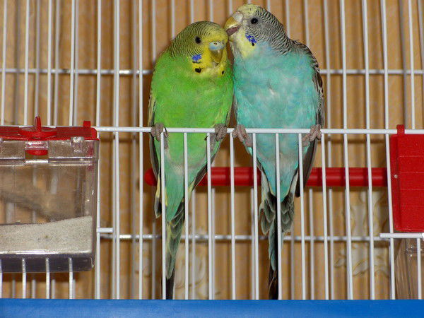 Cергей Ксенышен