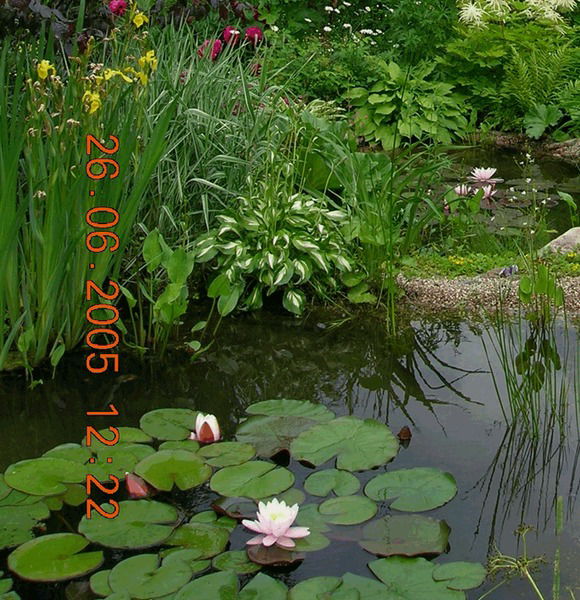 Альбина Суханова