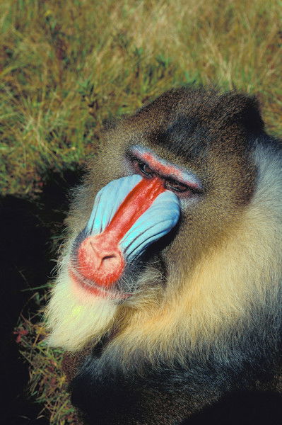 Константин Константин