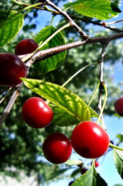 Наталья Никифорова