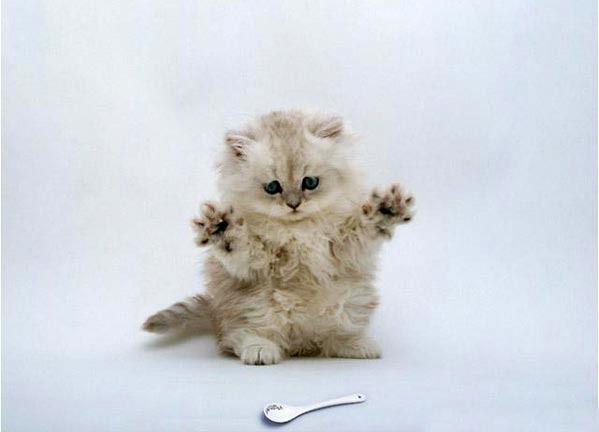 Я Тигра,ррррррр! Я Тигра,ррррррр!