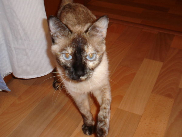 Гавриленко Галина