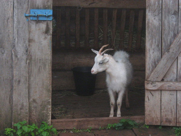 Иван Посохин