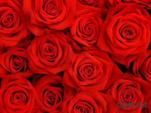 Наталья Николаевна