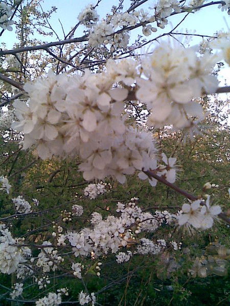 Наталья Соколовская