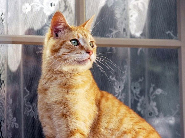 Татьяна Быкова