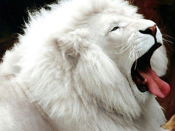 Владимир Ковальчук