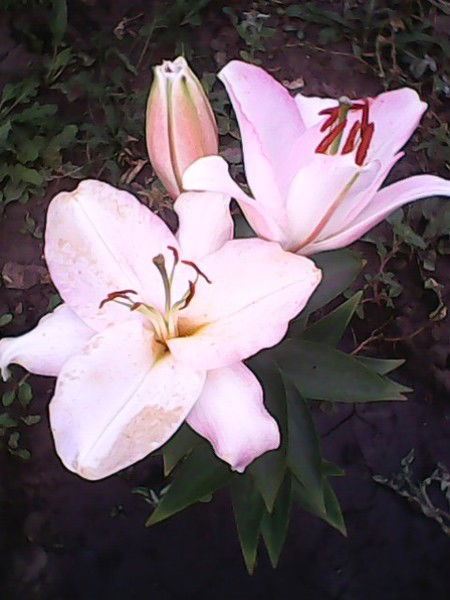 Лариса Ермакова