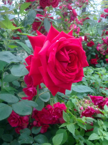 Марина Анисимова