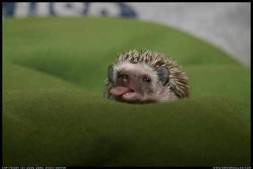 Алексей Ефимов