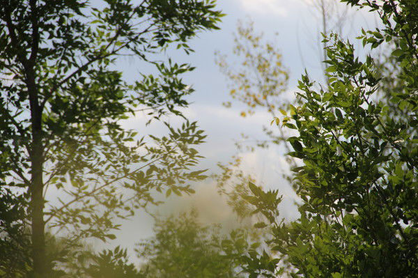 Елена Елена