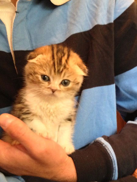 Елена Боброва