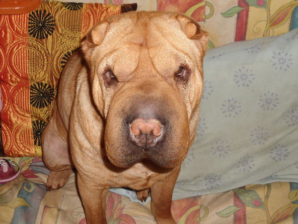 Владимир Коркин