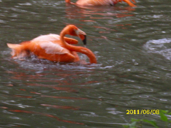 Люба Гауерт (Ленц)