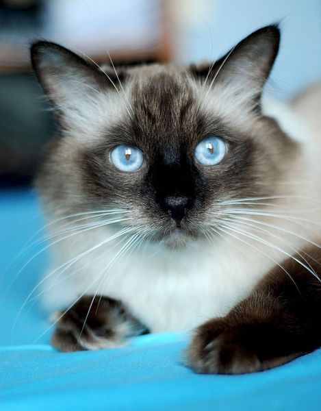 Алевтина Иванова