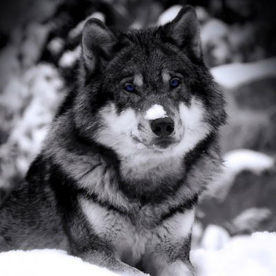 Михаил Авдеев