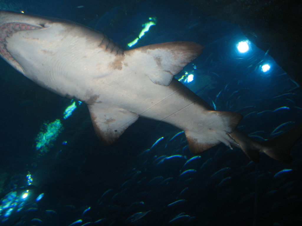 Михаил Тагинцев