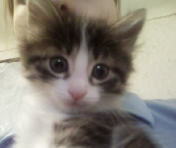 Светлана Балдина