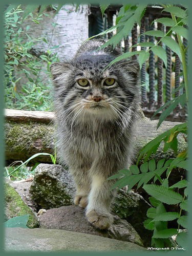 Надежда Кочкина