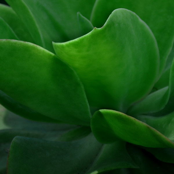 Мырзабек Арстанбеков