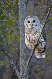 Ольга Соболева