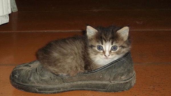 Андрей Григорьев