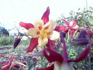 Эльвира Олаева