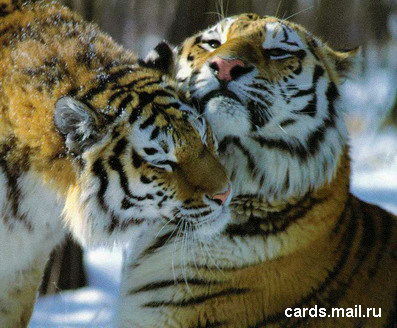 Алсу И Вадим Есовеевы