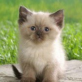 Алла Некрасова(Чернявская)