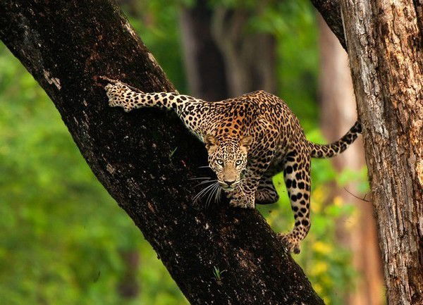 Эдуард Малхозов